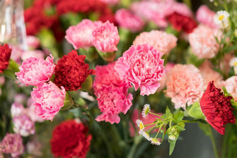 Meaning Of The Carnation Flower Symbolism And Significance