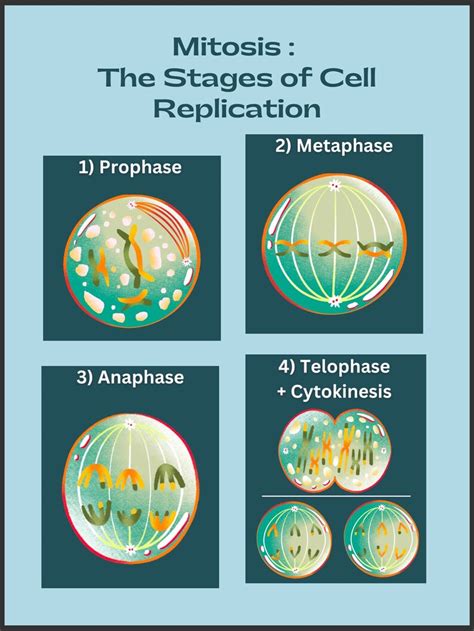 EDUCATIONAL Stages of Mitosis Poster - Etsy