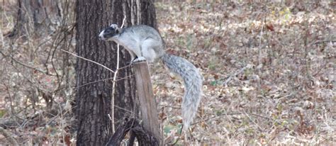 Sherman's Fox Squirrel | Florida State Parks