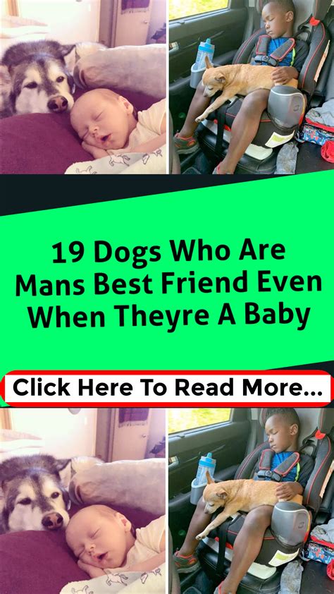 Wholesome Examples Of Unconditional Dog Love That Ll Make You Smile
