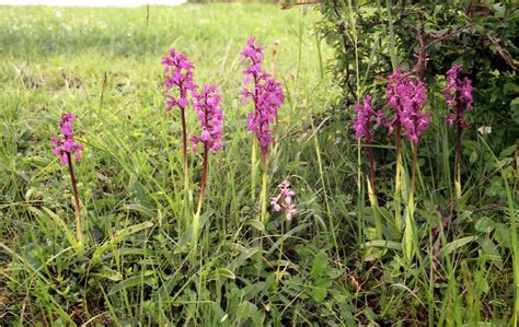 Orchis Mascula