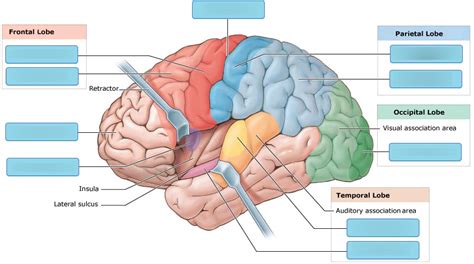 Chp. 14 Motor, Sensory, and Association Areas of the Cerebral Cortex ...