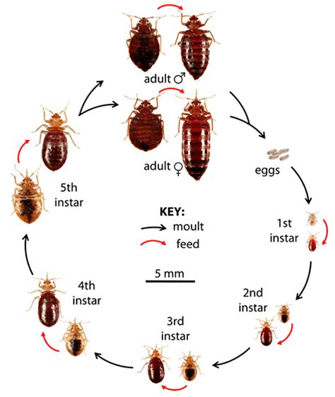 The Top Guide To Bed Bugs In Maine Maine Bed Bug Identification