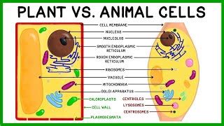 Plant Cell And Animal Cell Structure And Function