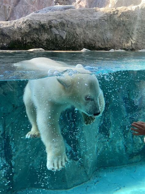 『7月初めの旭川、旭山動物園のホッキョクグマの ゆめ は、ガラス越しにパータッチができちゃうくらいの芸達者だった！』旭川北海道の旅行記