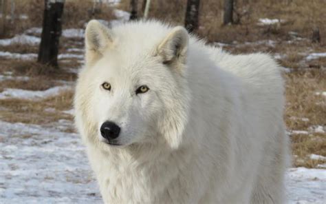 Total Images Tiempo De Gestacion De Un Lobo Viaterra Mx