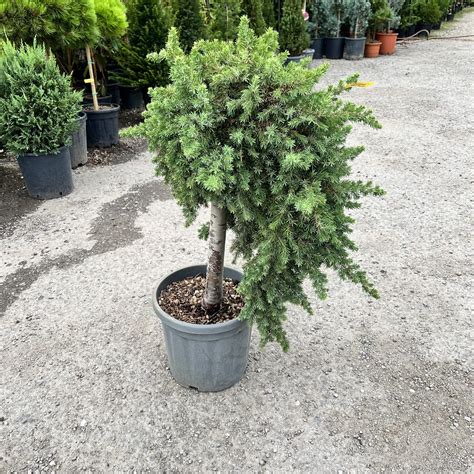 Juniperus curgător Blue Pacific pe picior la ghiveci Pepiniera Sosa