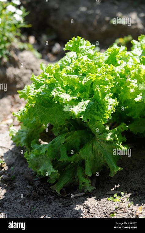 Vegetable Garden Hi Res Stock Photography And Images Alamy