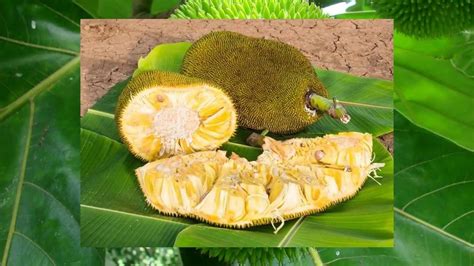 El árbol De Pan Y Su Fruto La Yaca Salud