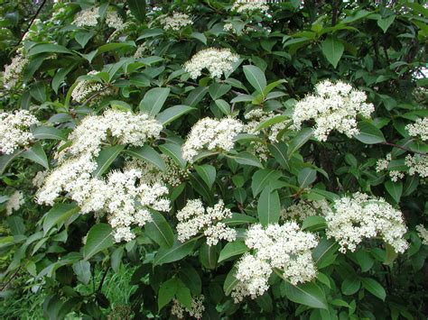 Viburnum Nudum Withe Rod Go Botany