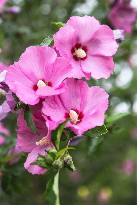 Flowering Pink Hibiscus Tree Bright Pink Flower Of Hibiscus Stock