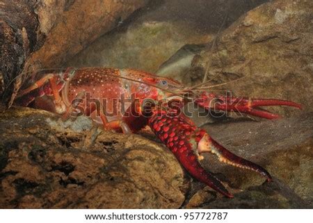 Red Swamp Crawfish In Its Underwater Habitat (Procambarus Clarkii) Stock Photo 95772787 ...