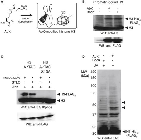 A Chemical Proteomics Approach To Reveal Direct Protein Protein Interactions In Living Cells