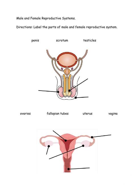 The Female Reproductive System Worksheet Ame My Id Reproductive