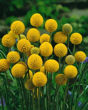 Drumstick Flower Fedco Seeds