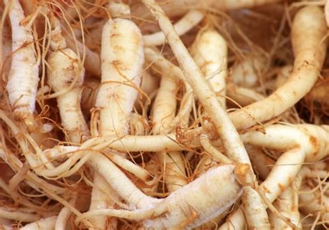 The Proven Health Benefits Of Ginseng Medicinal Herb Store