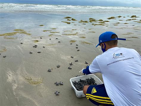 Mais De Tartarugas Marinhas Nascem Em Praia De Lu S Correia V Deo