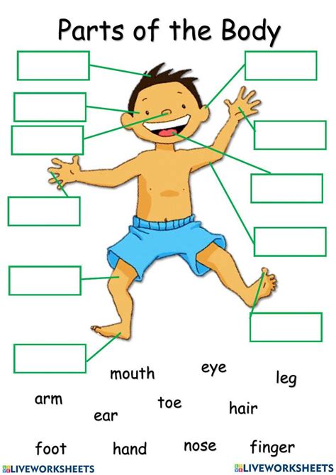 Bodyparts HuỲnh ThỊ TÚ Nhi Live Worksheets