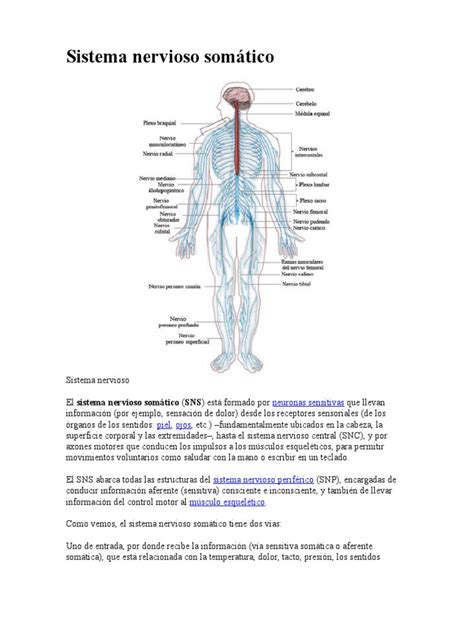 Pdf Sistema Nervioso Som Tico Psicolog A Dokumen Tips