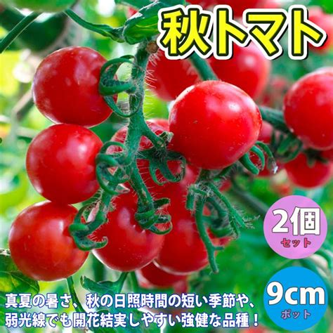 Itanse ミニトマト苗 秋トマト 野菜苗 自根苗 9cmポット 2個 送料無料 イタンセ公式 Nae00199 野菜苗・植物