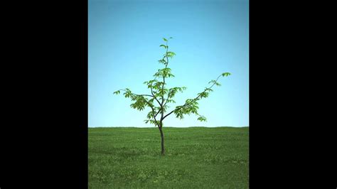 Tree Growth Animation Youtube