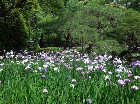 平安神宮花菖蒲2024見頃や開花状況は？無料公開日や駐車場やアクセスは？ そらいろ～日本が魅せる多彩な表情～