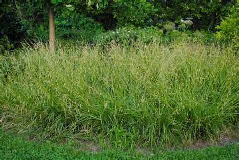 How To Grow Use And Care For Wolftail Sedge Grass Carex Cherokeensis Agric4profits