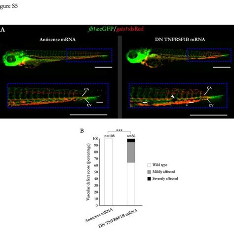 Figure S2 Expression Of Tnfrsf1a Tnfrsf1b And Their Ligands Tnfa And