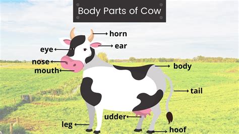 Body Parts Of A Cow Cow Body Parts Kids Learning Videos