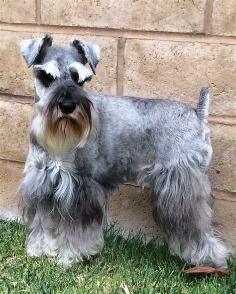 A Darling Salt And Pepper Mini Schnauzer The Best Little Dog You Could