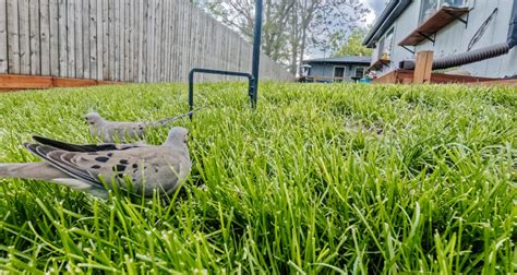 The Benefits Of Attracting Birds To Your Yard Beneath The Maple