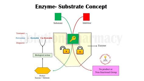 Enzyme Substrate Interaction Lock And Key Concept Of Enzyme Lock