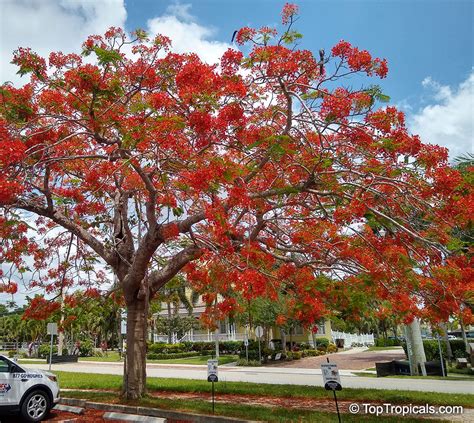 Delonix Regia Poinciana Regia Flame Tree Flamboyant Royal Poinciana