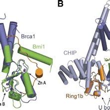 Structural Comparison Of Ring1b Bmi1 With Ring And U Box Dimers A