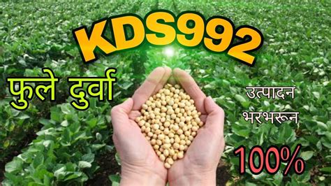 फुले दुर्वा Kds992 Phule Durva Soyabean Youtube