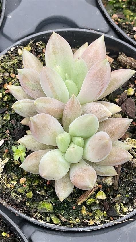 Pachyveria Red Angel Fingers Valleyranchnursery