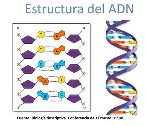 Sintético 94 Foto Que Es Un Nucleotido De Adn El último