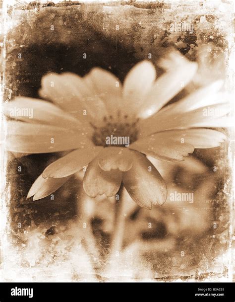 Floral Grunge Background Stock Photo Alamy