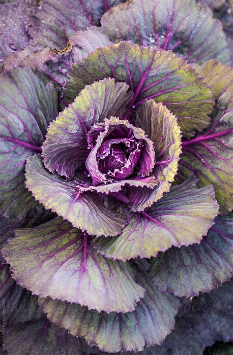 Cabbage Del Colaborador De Stocksy ALAN SHAPIRO Stocksy