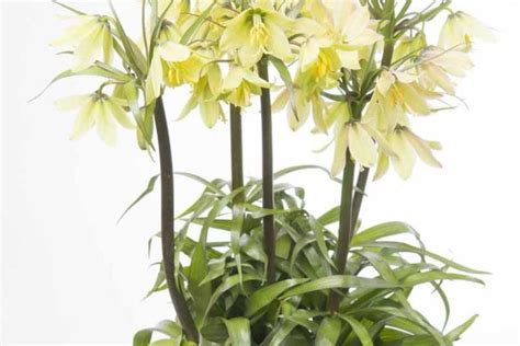 Fritillaria Raddeana