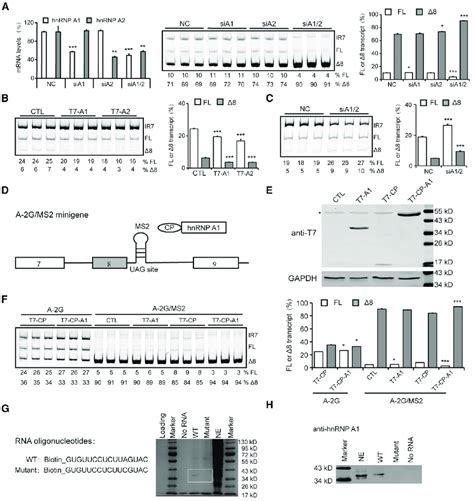 Hnrnp A1a2 Bind To The Iss F1 And Repress Slc26a4 Exon 8 Splicing A