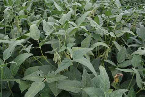 Targeting Soybean Maturity