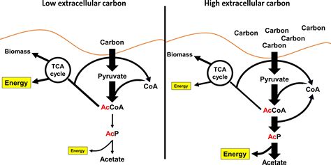 Lysine Acetylation Mechanism 