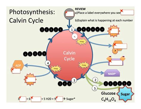 Photosynthesis: Calvin Cycle | Photosynthesis, Biology activities high school, Biology activity