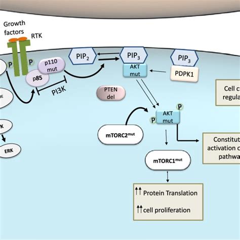 PI3K Akt Pathway Activity In Normal Cells Tissues Under Basal