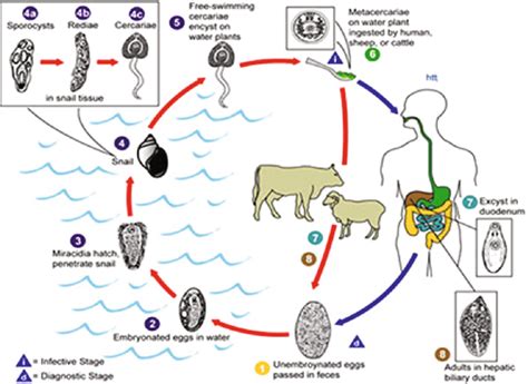 Life Cycle Of Trematode Class Endoparasitic Worms Source