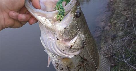 4lb 12 Oz Caught In A Pond Album On Imgur