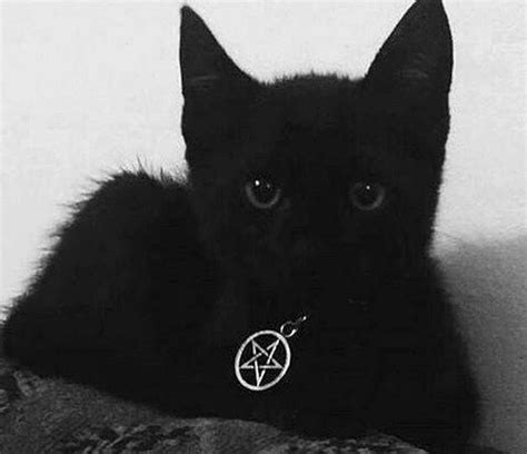 #funnykittens | Black cat aesthetic, Cat aesthetic, Cats