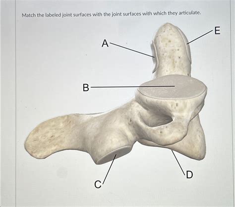 Solved Match The Labeled Joint Surfaces With The Joint Chegg