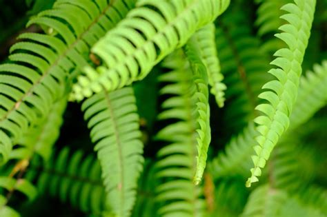 Premium Photo Nephrolepis Exaltata The Sword Fern Or Boston Species